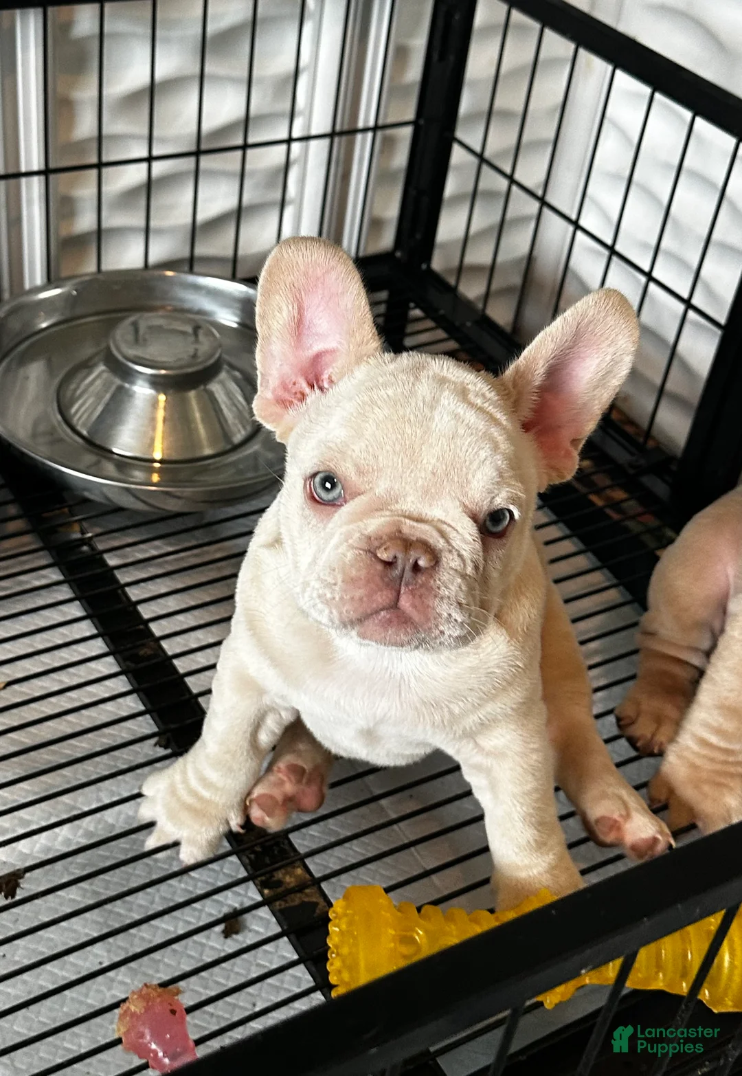 French Bulldog dogs for sale: Lucky  - Ad 1