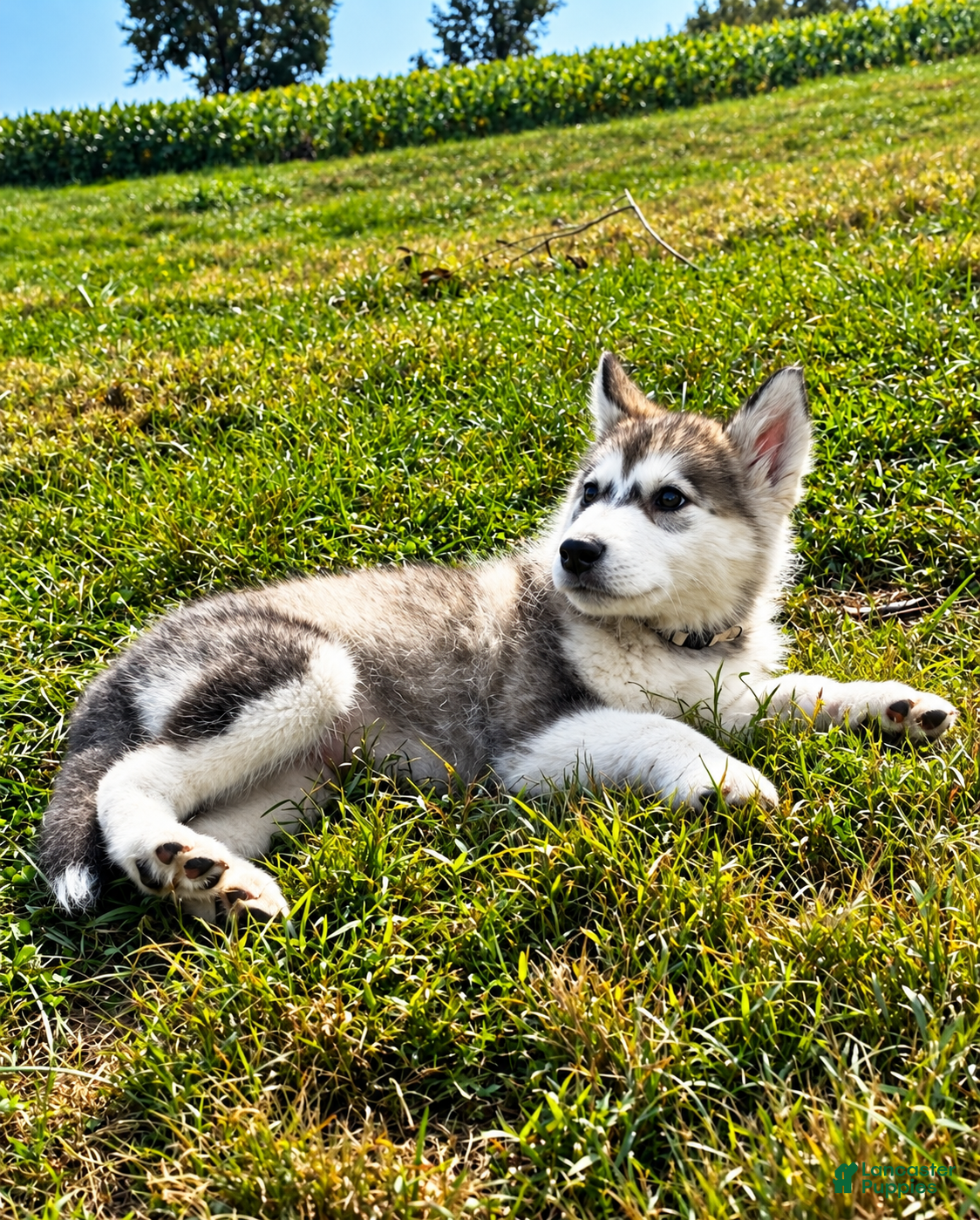 Alaskan Malamute dogs Cloud ☁️  - Ad 2