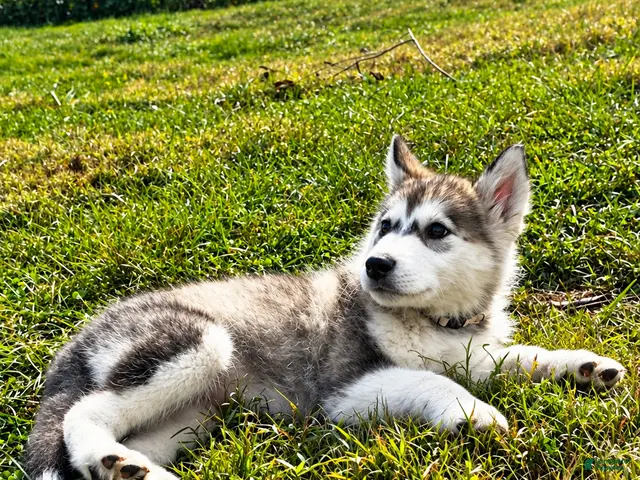 Alaskan Malamute dogs Cloud ☁️ - Ad 2