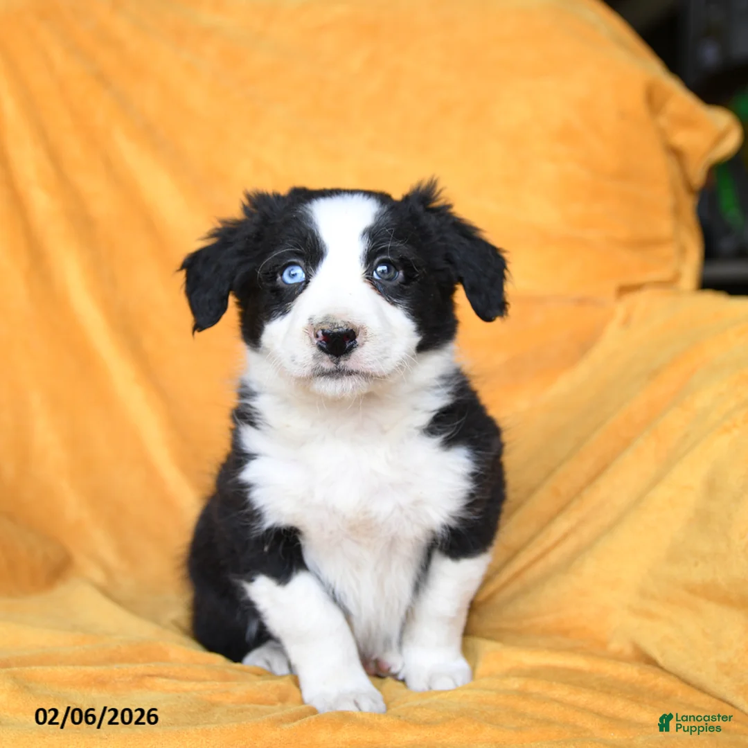 Border Collie dogs for sale: Wheat - Ad 2