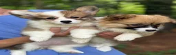 Welsh Corgi Pembroke dogs for sale: Fluffy Girl - Ad 7