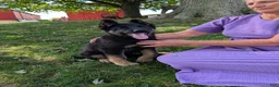 German Shepherd dogs for sale: Dani - Ad 3
