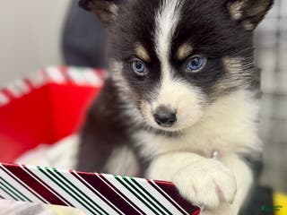 Mixed Breed dogs Nick - Ad 33