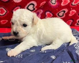 Bichon Frise dogs Dalton - Ad 7