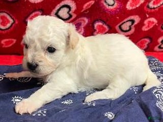 Bichon Frise dogs Dalton - Ad 12