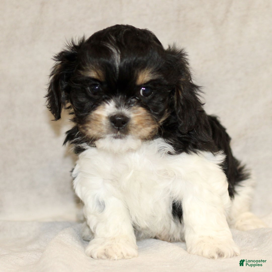 Cavachon dogs for sale: Rex  - Ad 4