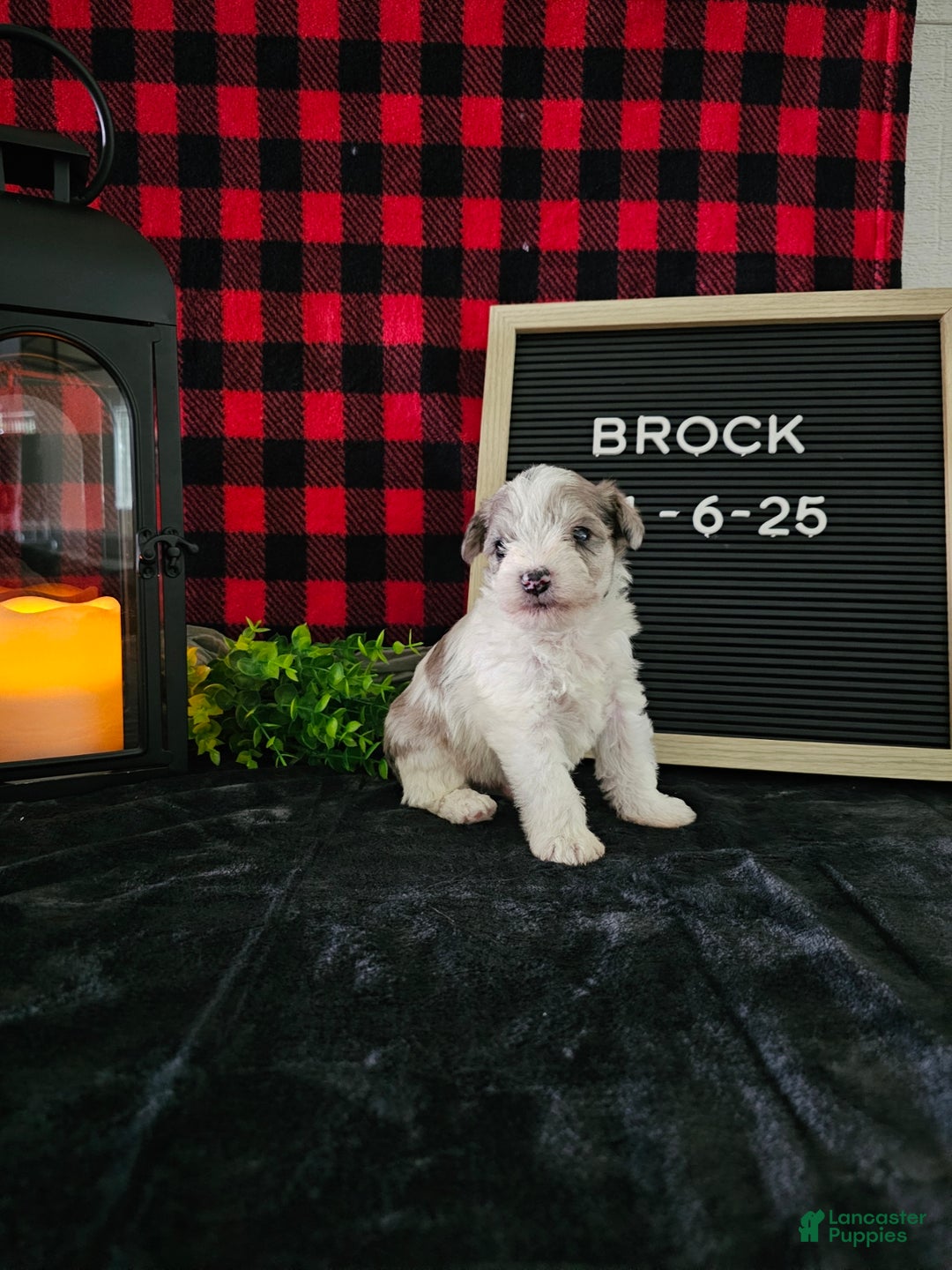Miniature Schnauzer dogs for sale: Brock - Ad 5