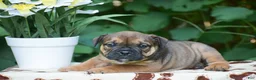 Olde English Bulldogge dogs for sale: Moose - Ad 4
