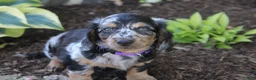 Dachshund dogs for sale: Peter - Ad 4