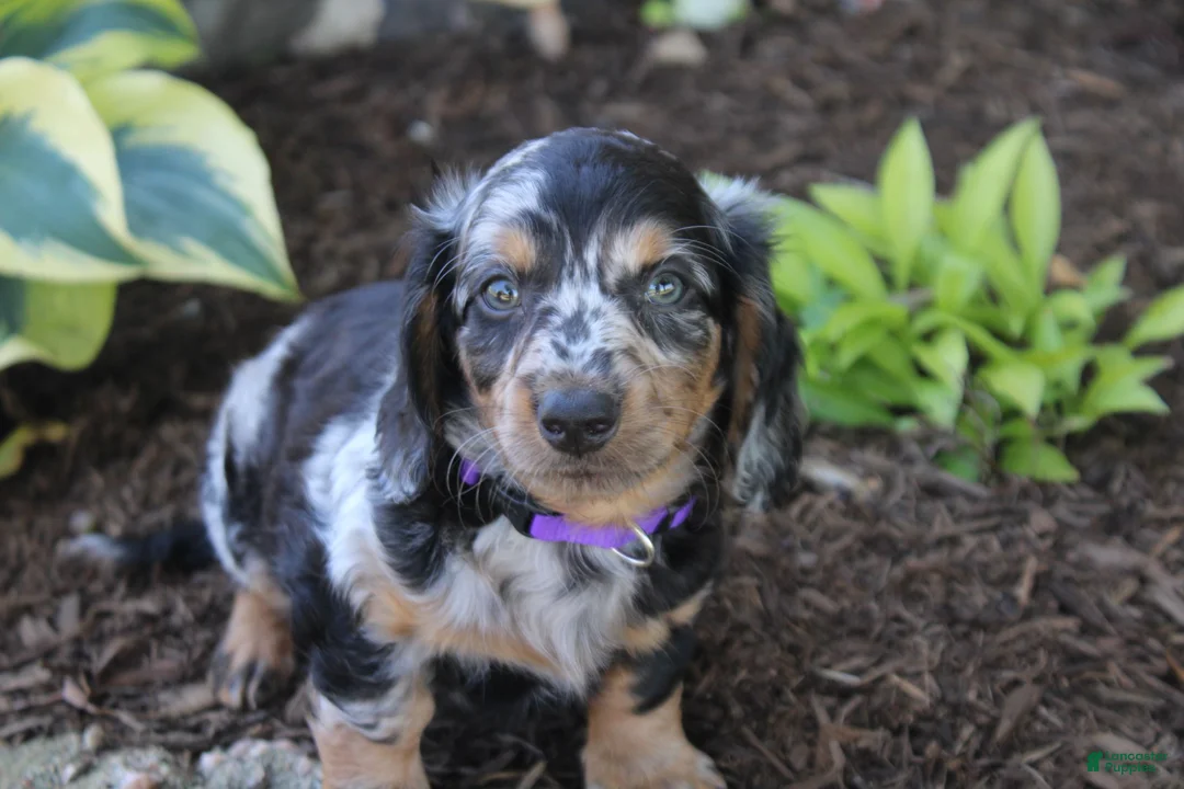 Dachshund dogs for sale: Peter - Ad 4