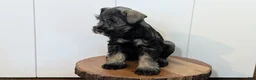 Miniature Schnauzer dogs for sale: Cleo - Ad 10