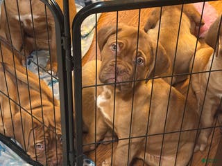 Dogue De Bordeaux dogs Dogue De Bordeaux Puppy 6 - Ad 4