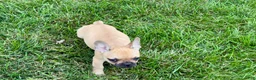 French Bulldog dogs for sale: Harris - Ad 6