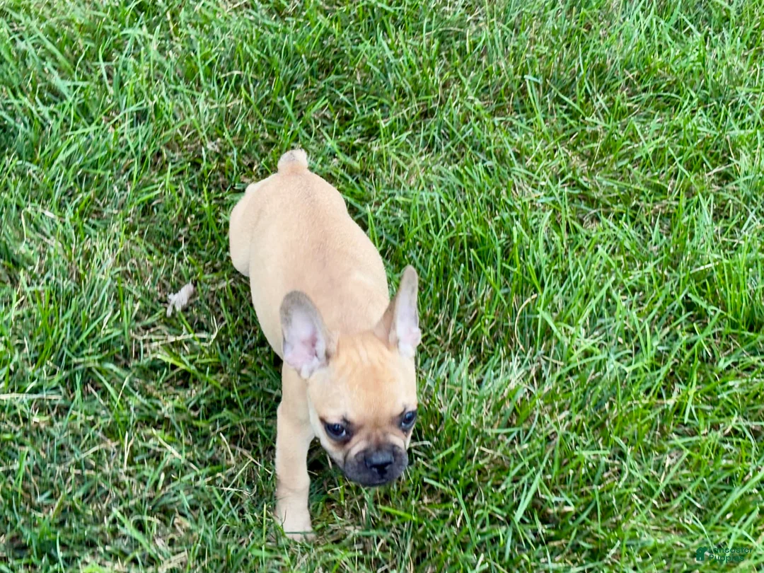 French Bulldog dogs for sale: Harris - Ad 6