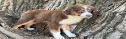 Australian Shepherd dogs for sale: RED TRI MALE - Ad 1