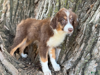 Australian Shepherd dogs RED TRI MALE - Ad 25