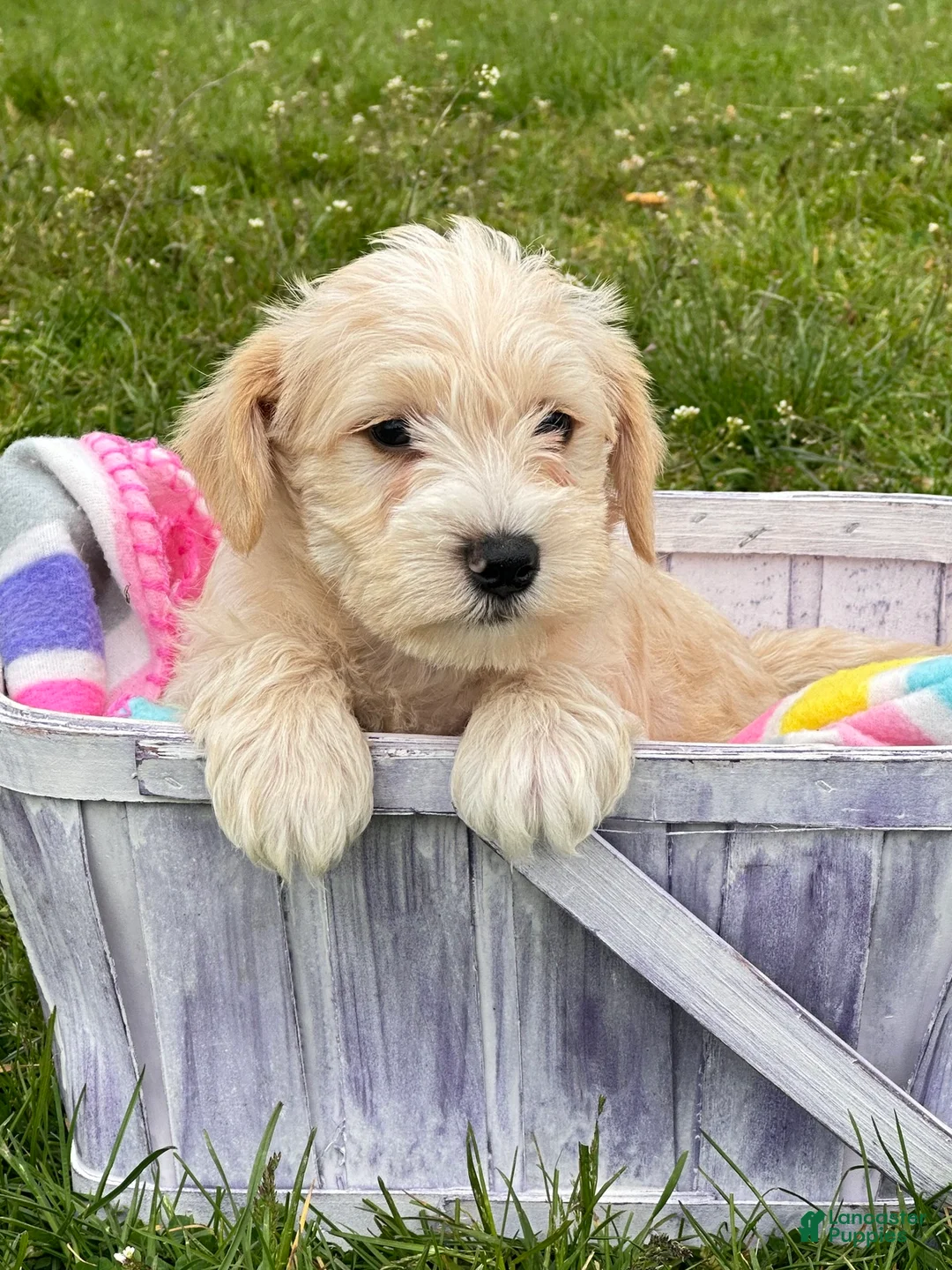 Miniature Schnauzer dogs for sale: Miniature Schnauzer Maverick - Ad 1