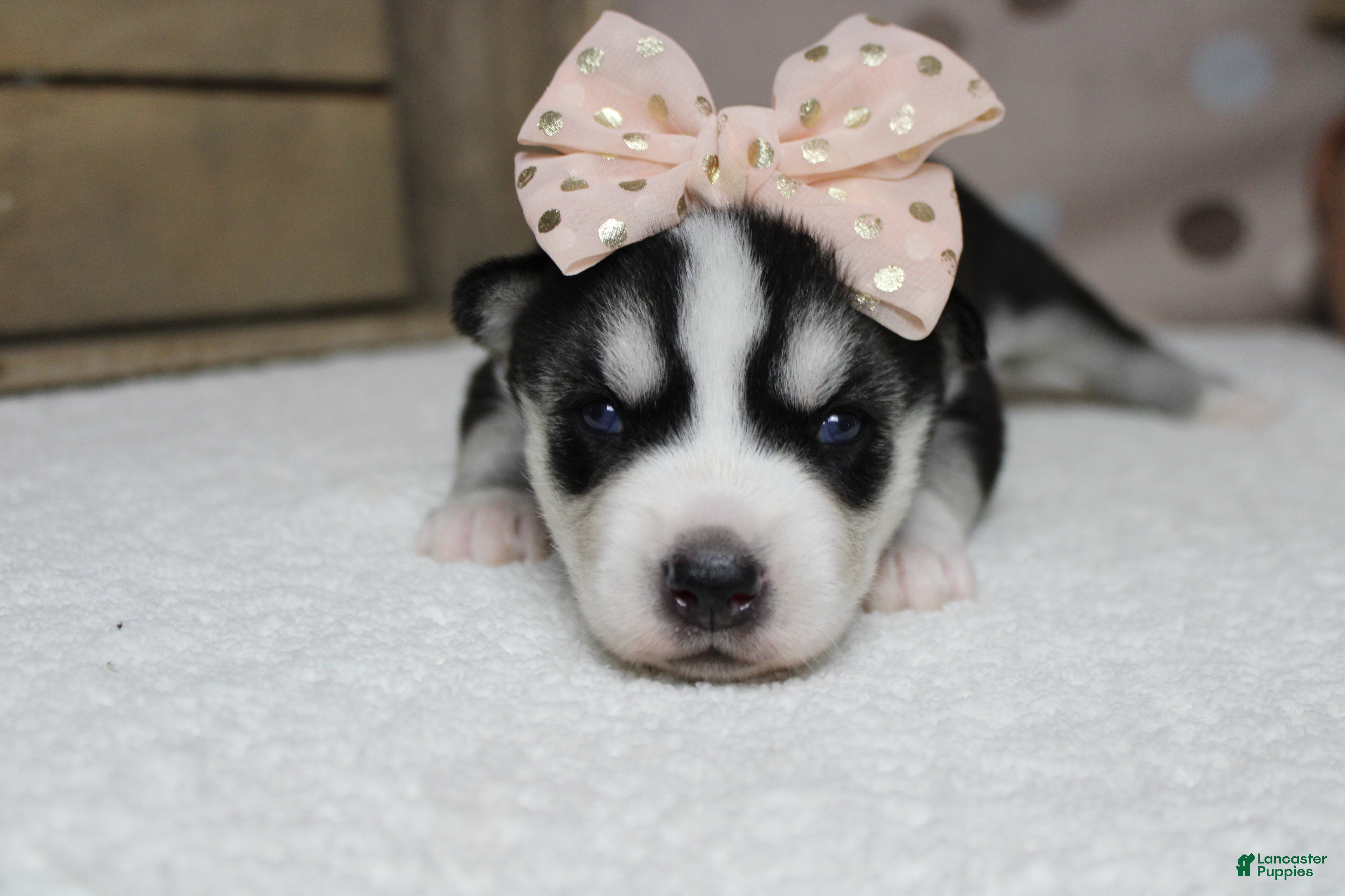 Siberian Husky dogs Sasha  - Ad 13
