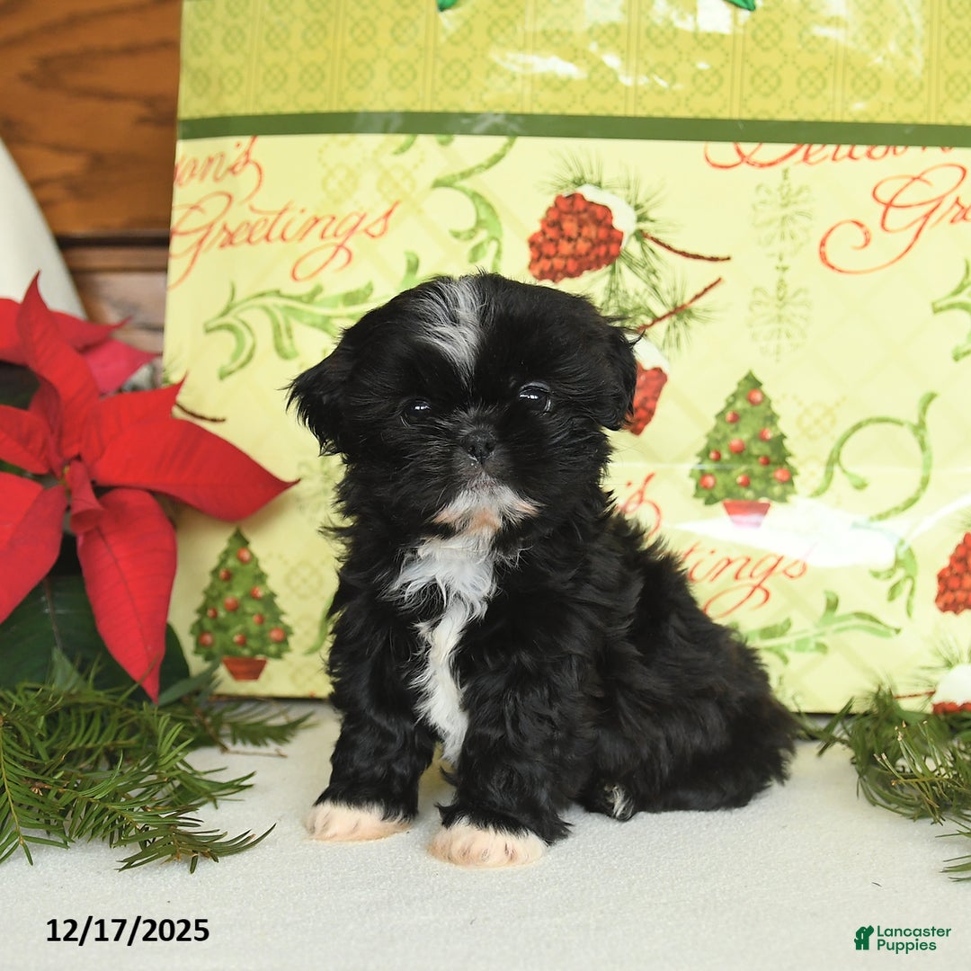 Shih Tzu dogs for sale: Bonnie - Ad 1