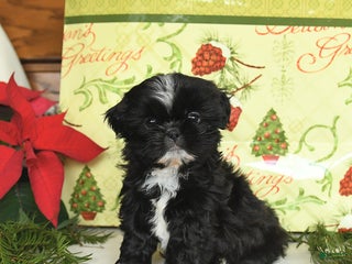 Shih Tzu dogs Bonnie - Ad 12