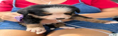 Bernese Mountain Dog 9. Dark pink