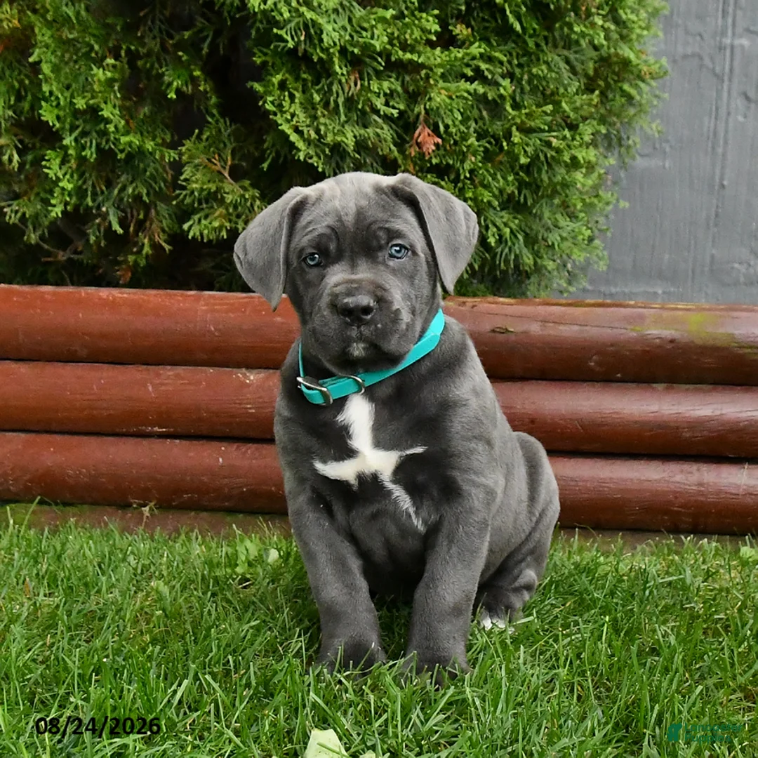 Cane Corso dogs for sale: Autumn - Ad 1