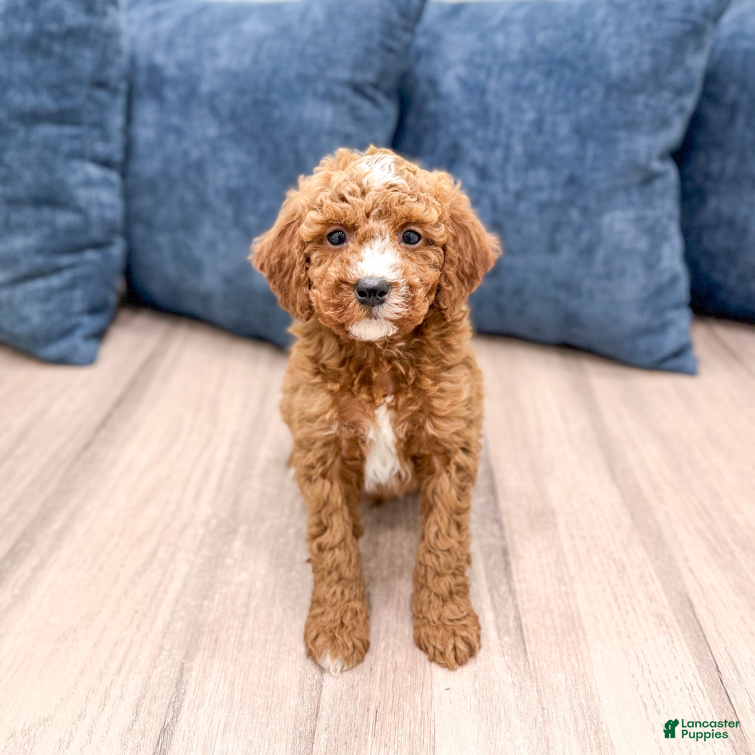 Miniature Poodle dogs Jackson - Ad 2
