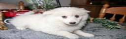 American Eskimo dogs for sale: Pearl - Ad 1
