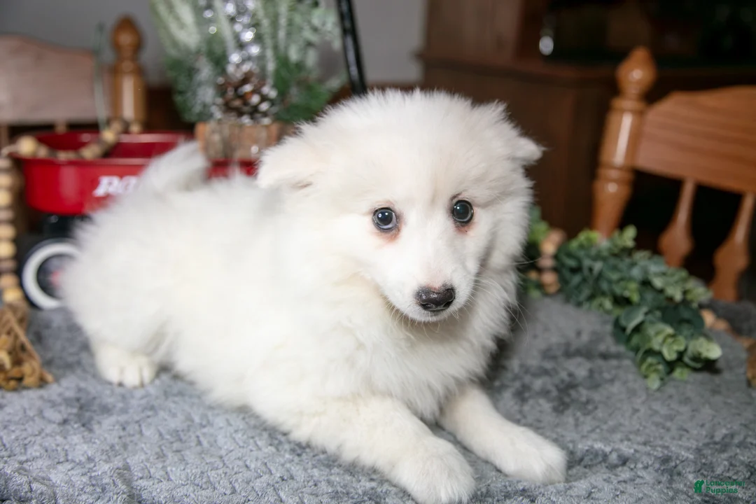 American Eskimo dogs for sale: Pearl - Ad 1