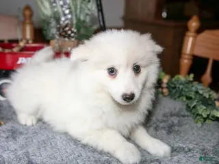 American Eskimo dogs Pearl - Ad 3