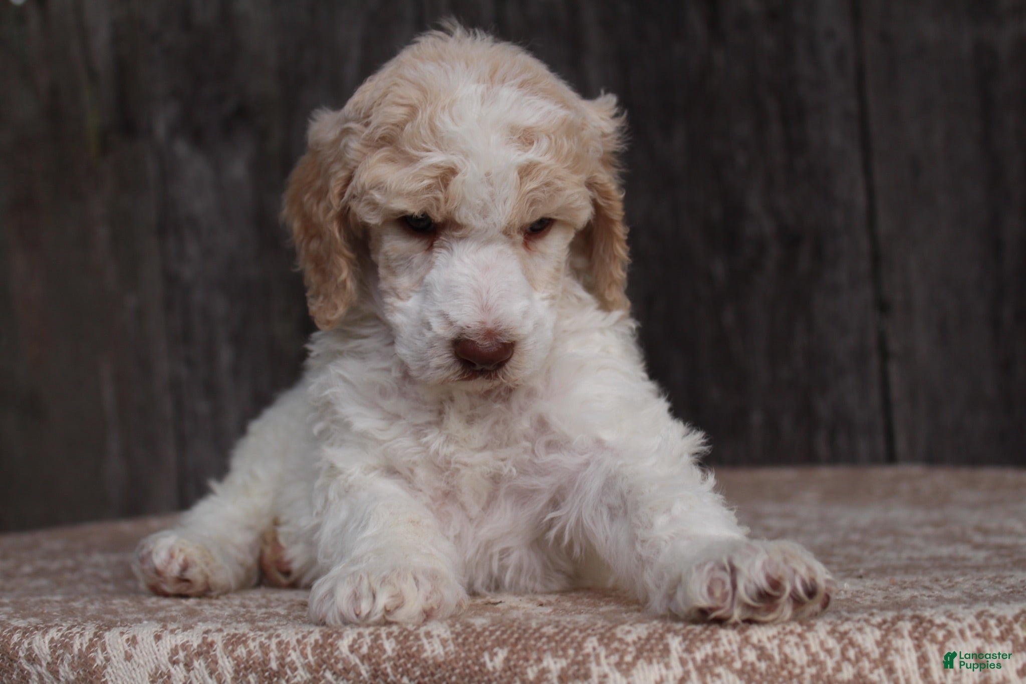 Standard Poodle dogs Pebble AKC Standard Poodle - Ad 1