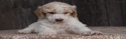 Standard Poodle dogs for sale: Pebble AKC Standard Poodle - Ad 20