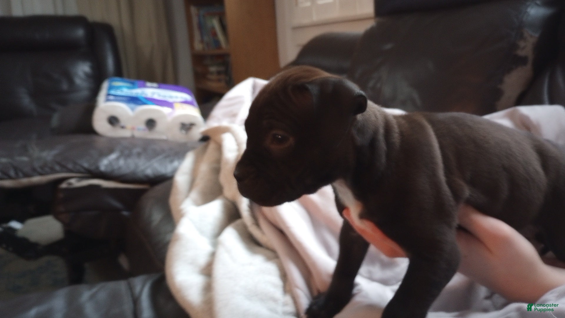 American Bully dogs Victoria Anthony - Ad 24