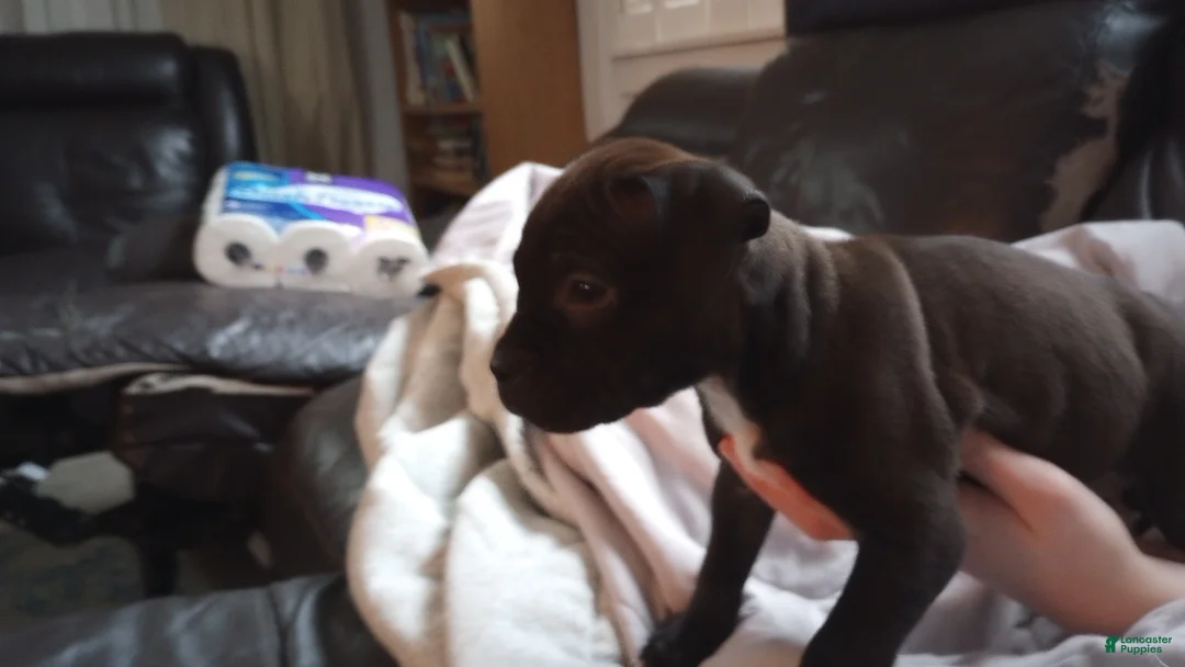 American Bully dogs for sale: Victoria Anthony - Ad 1