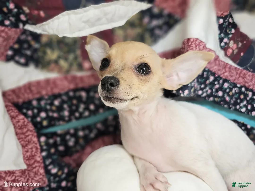 Chihuahua dogs for sale: Leyla Female  - Ad 2
