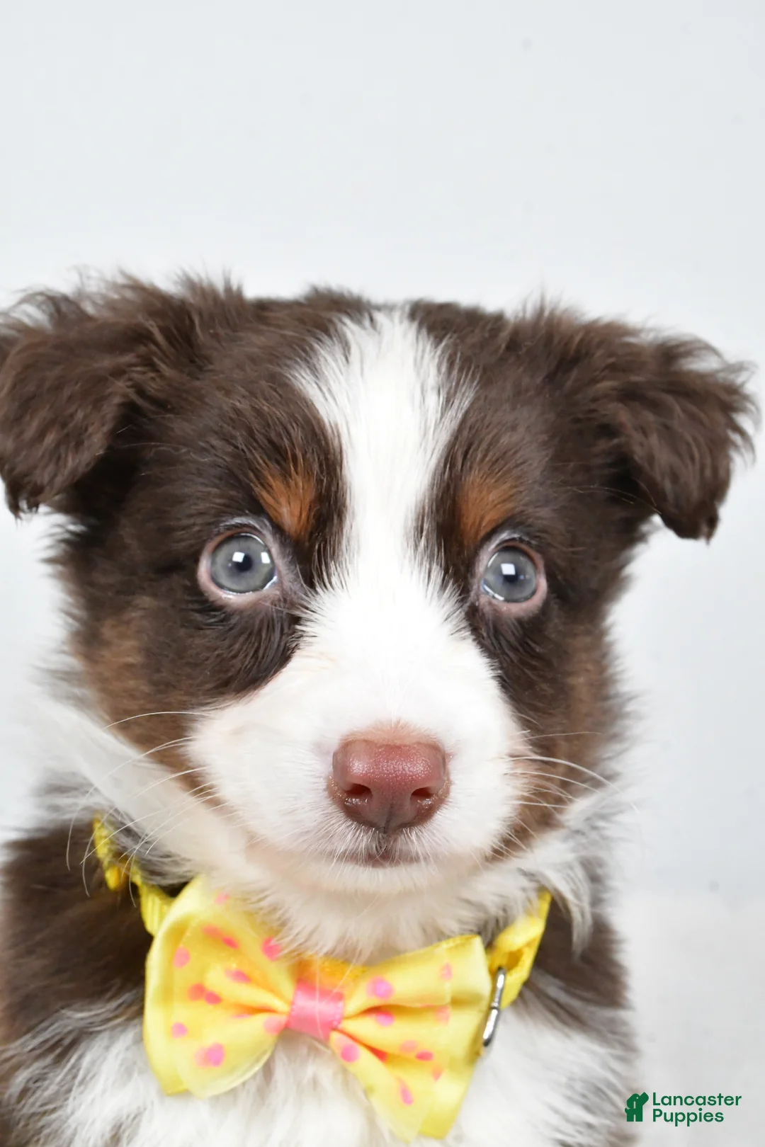 Miniature Australian Shepherd dogs for sale: Lincoln - Ad 5