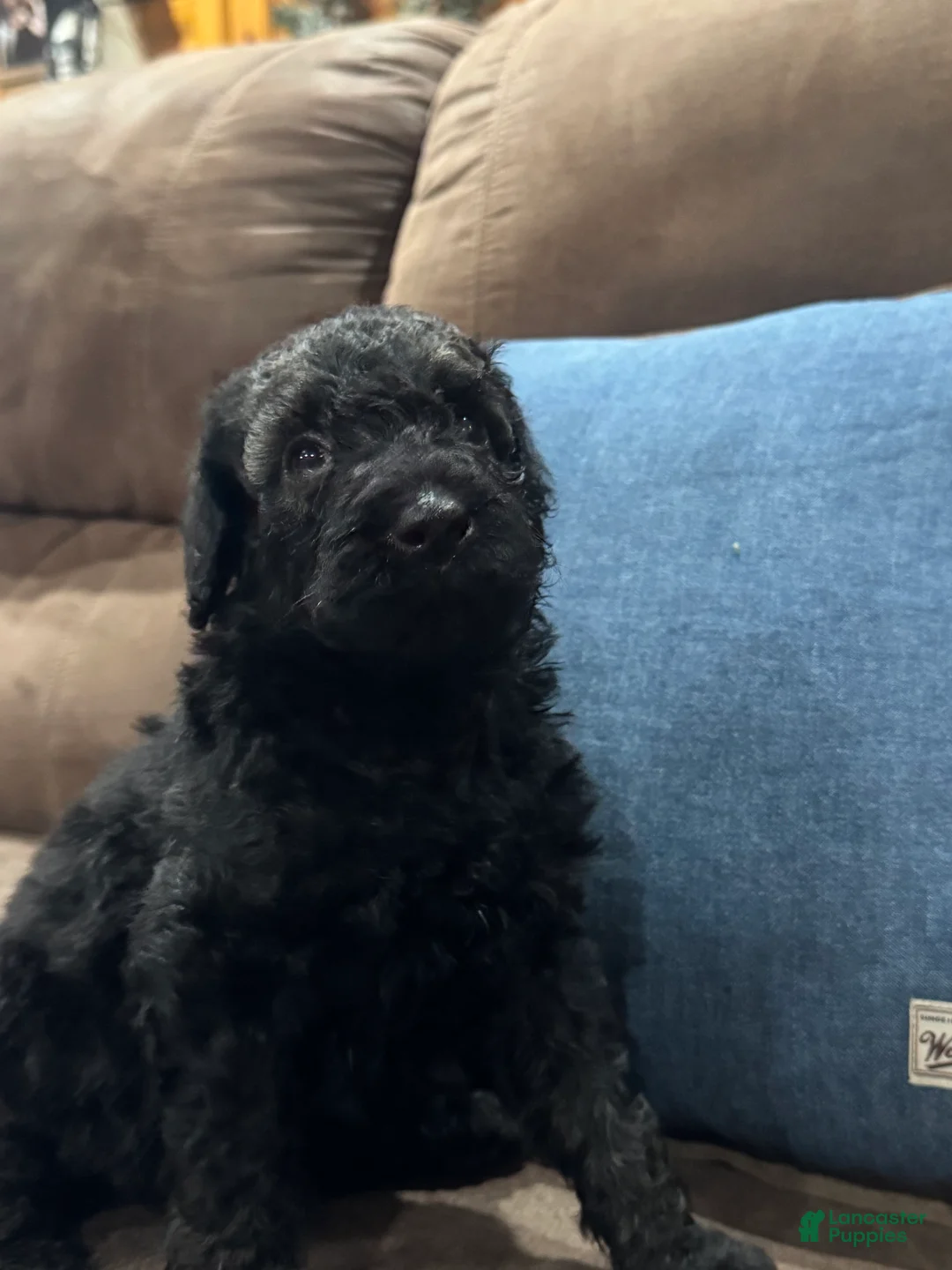 Standard Poodle dogs for sale: Mystic  - Ad 1