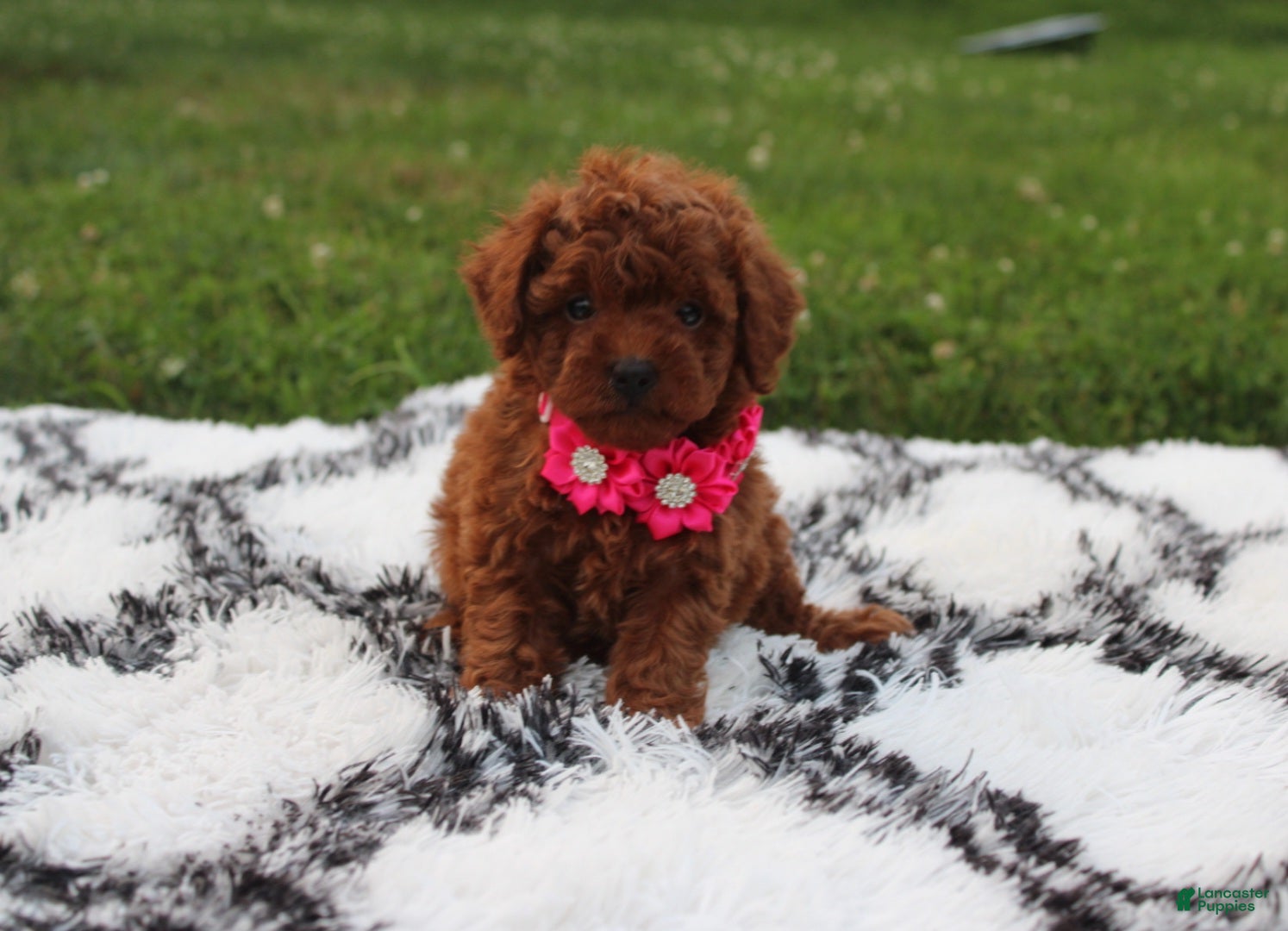 Toy Poodle dogs Kali - Ad 1