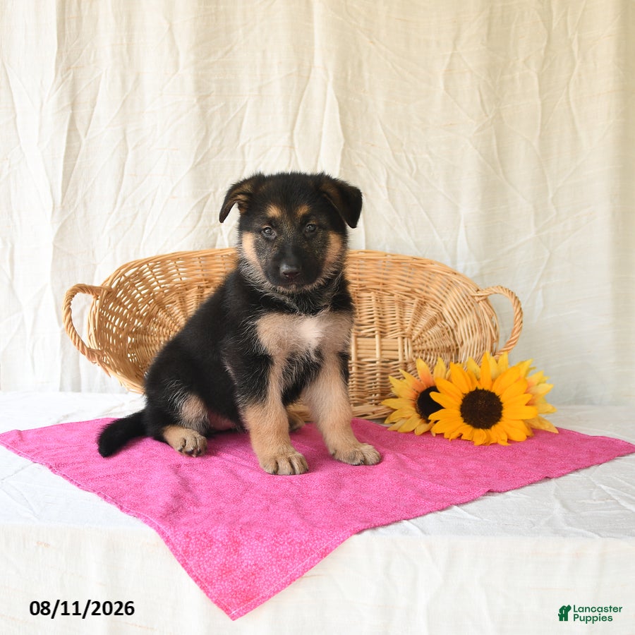 German Shepherd dogs Tamaiah - Ad 2