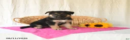 German Shepherd dogs for sale: Tamaiah - Ad 2