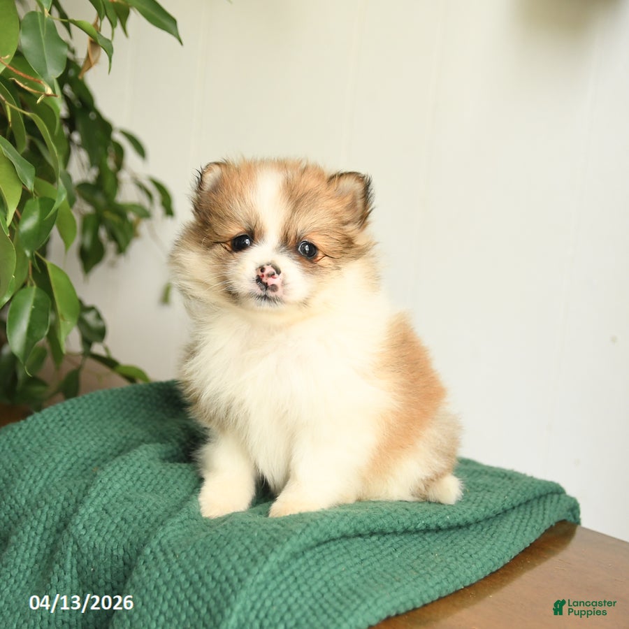 Mixed Breed dogs Blossom - Ad 1