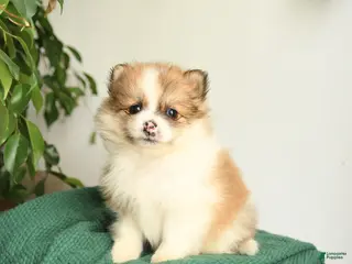 Mixed Breed dogs for sale: Blossom - Ad 3