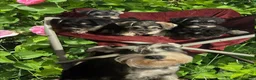 Miniature Schnauzer dogs for sale: Miniature Schnauzer-Purple collar-Male - Ad 2
