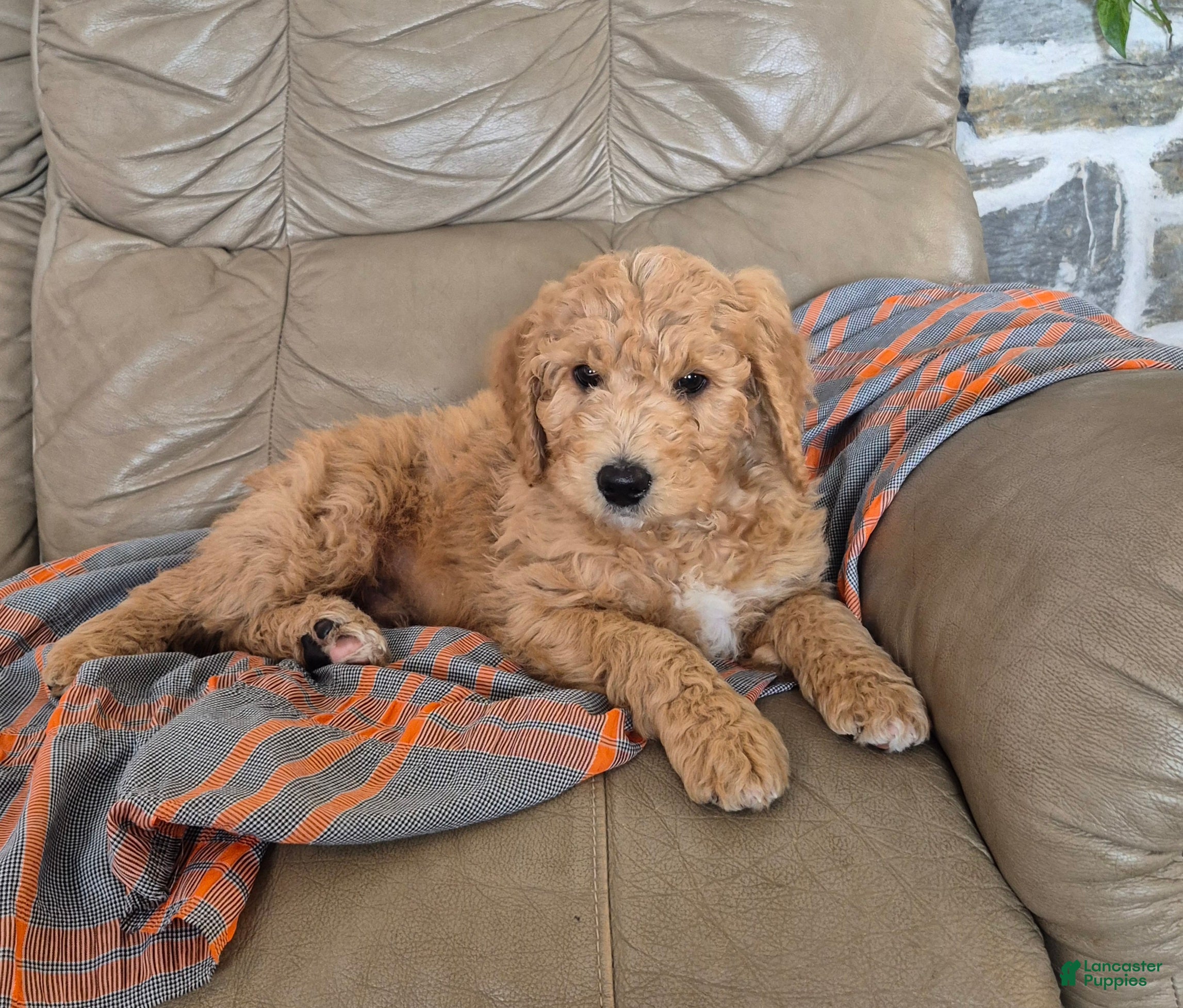 Goldendoodle dogs Tucker - Ad 26