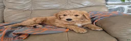 Goldendoodle dogs for sale: Tucker - Ad 1