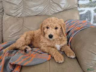 Goldendoodle dogs Tucker - Ad 26