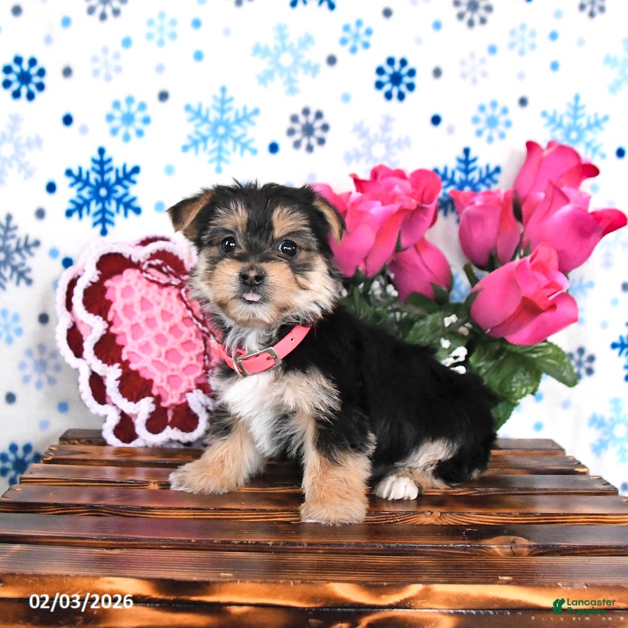 Morkie dogs Molly - Ad 8