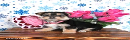 Morkie dogs for sale: Molly - Ad 1