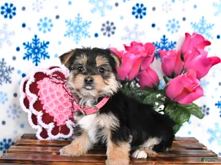 Morkie dogs Molly - Ad 8