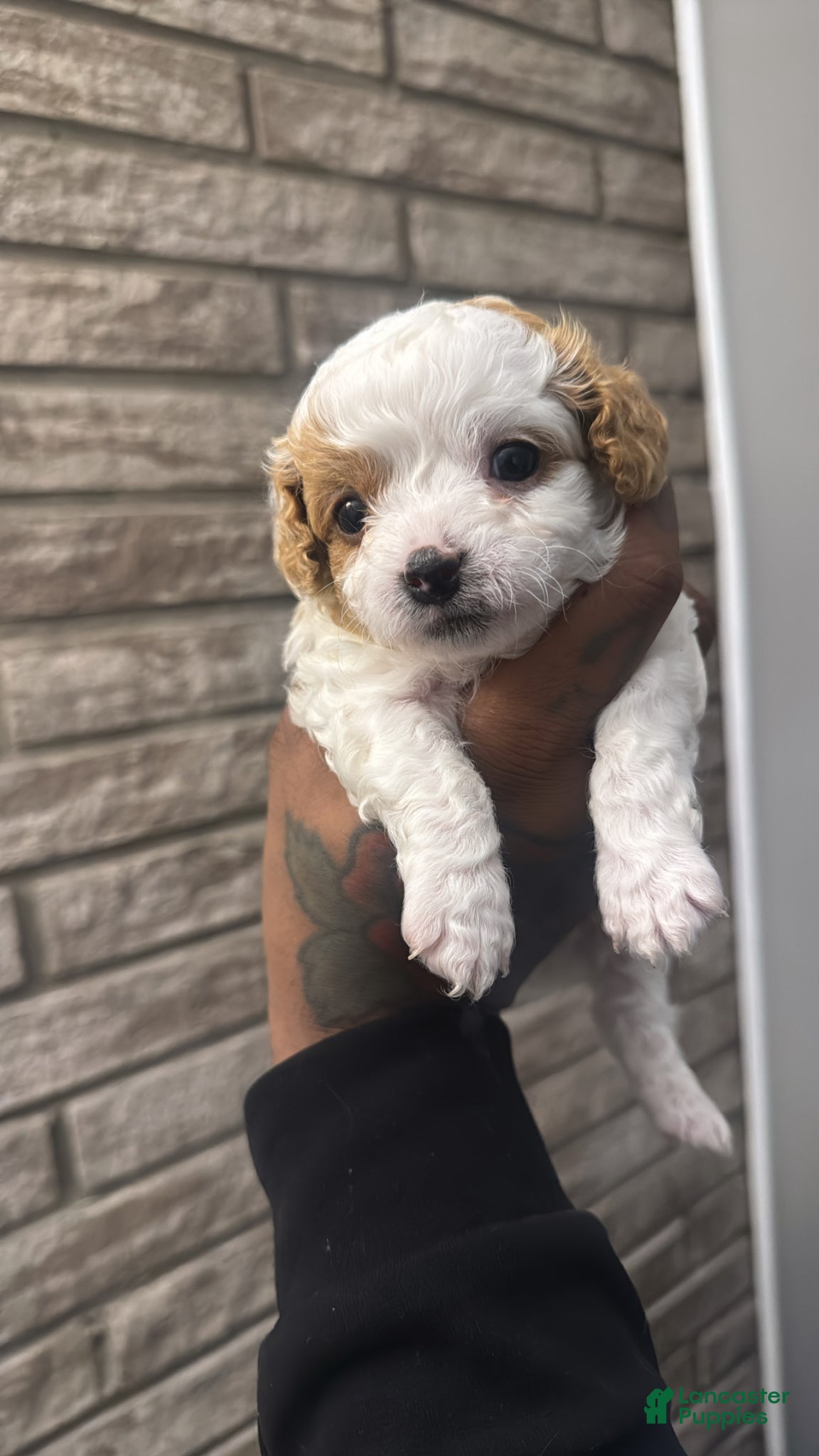 Cavapoo dogs Cavapoo Puppy 1 - Ad 17
